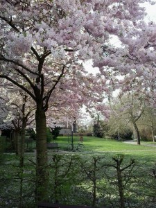 3月21日の桜並木
