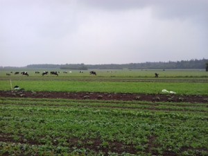 畑のうしろでは牛たちがのんびり